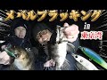 東京湾メバルプラッキングをするならこの動画を見てから行って!!メバルの今がわかる!