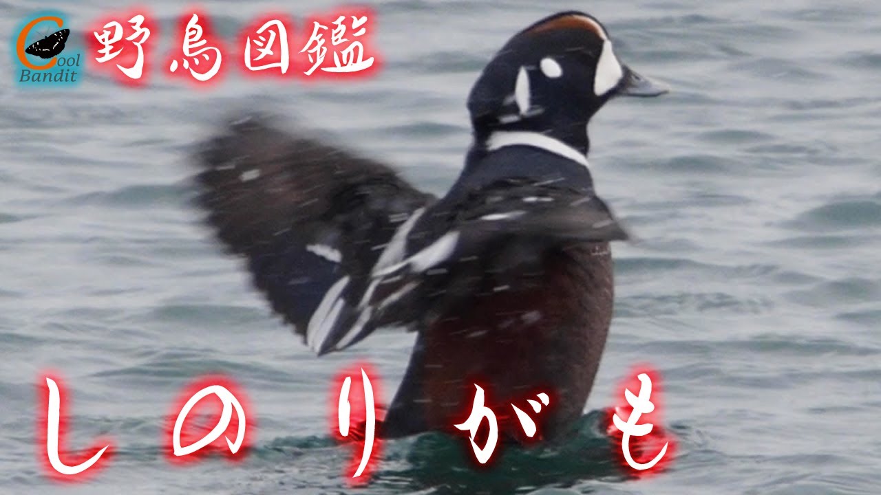 野鳥図鑑 /シノリガモ】リモートバードウォッチング 北海道小樽市で