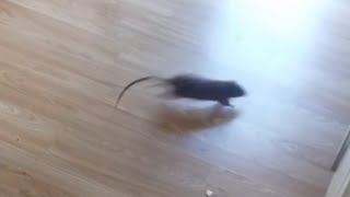 Mice And Rats Scaring People Compilation Part 2