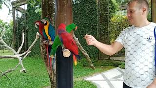 Bali Bird Park Парк птиц Бали прогулка к большим попугаям и совам