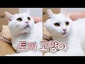 토끼가 된 고양이 | 고양이산책