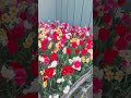shorts#Tulips festival.Blooming colourful Tulips.#flowers#tulip #spring#tulipsfestival#Nature.