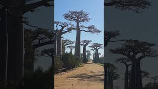 絶景:マダガスカルのバオバブ並木道(2025年5月19日)
