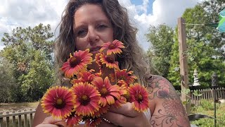 Why im removing the blanket flowers form my backyard!