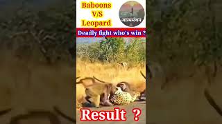 Deadly fight baboons v/s leopard ? / बबून और चीते का भयंकर युद्ध / amazing animals fight / wildlife