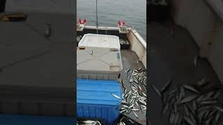 Mackerel fishing with jigging machines