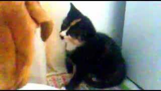 Kitten & Lab/Ridgeback by Laura Lees 38 views 11 years ago 2 minutes, 53 seconds