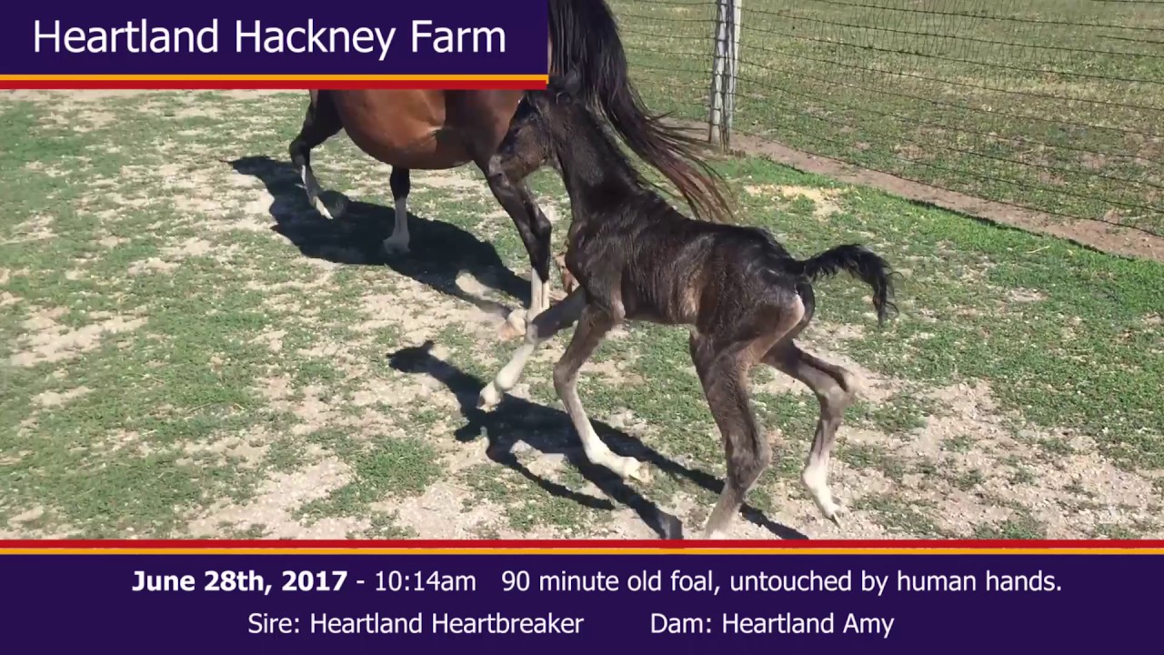 June 28th 17 Foal By Heartland Heartbreaker Youtube June 28th 17 Foal By Heartland Heartbreaker Youtube