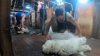 Sheep Shearing in Australia - Merino Ewes