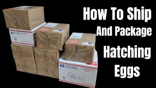 How to Package and Ship Hatching Eggs Safely