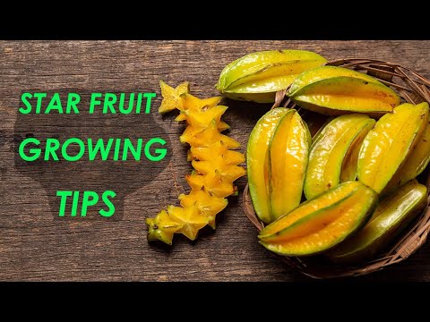 Vídeo: Potted Starfruit Tree Care - Consells per cultivar Starfruit en contenidors