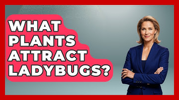 What Plants Attract Ladybugs? - Insects and Invaders