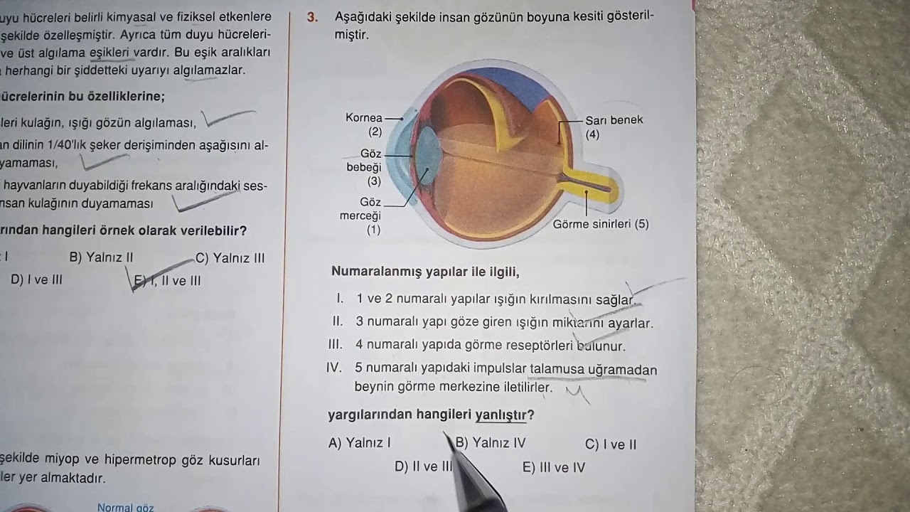 Testokulu Biyoloji 11 Sinif Duyu Organlari 1 Test 8 Youtube