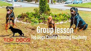Ομαδικό μάθημα εκπαίδευσης σκύλων / Dog training group lesson by Top Dogs TV 666 views 1 year ago 1 minute, 46 seconds