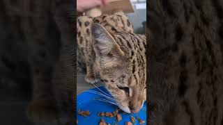 Cuddles with f1 Savannah cat female 🥰 by LovelySavannah Cats & Nebulosa Bengals 105 views 2 months ago 1 minute, 46 seconds