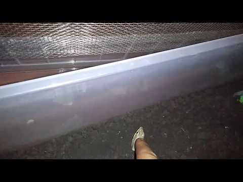 გრძელფეხა სცინკი (Eumeces schneideri)