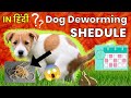 Dog Deworming | Deworming in dogs | Dog Deworming information