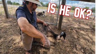 How's Our Emu After The Unfortunate Egg Disaster? by Cog Hill Family Farm 73,854 views 2 days ago 30 minutes