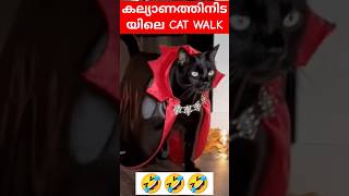 പൂച്ച നടത്തം? #yt #ytshorts #shorts #short #funny #cat #viral #trending