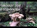 🍄МОРЕ ОПЯТ В ПОДМОСКОВЬЕ.💥КОРЗИНА И РЮКЗАК ОСЕННИХ ОПЯТ.Хочу за грибами 2020!🔥КАК Я СОБИРАЮСЬ В ЛЕС!