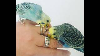 how to tame a budgie without millet