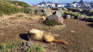 CUTE MARMOT