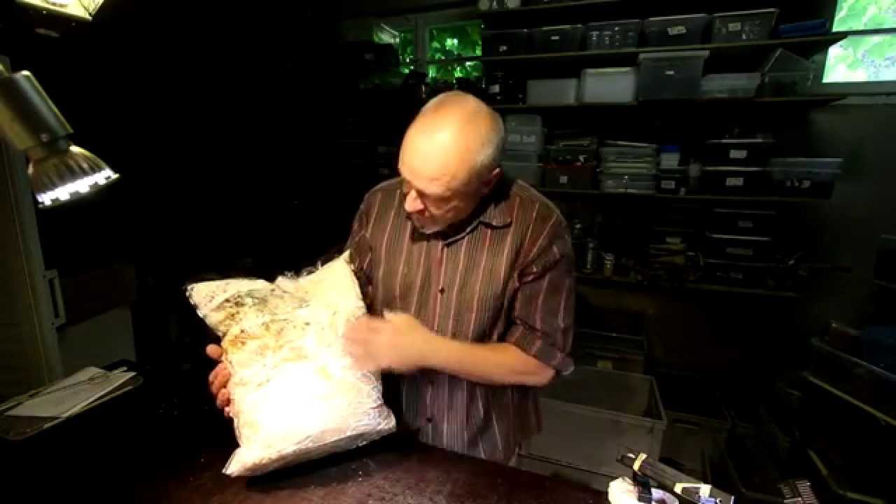 Rearing containers for stag beetle larvae with Kinshi