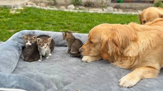 Golden Retriever Shocked By Kittens Occupying Her Bed!