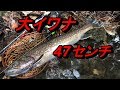 大イワナが衝撃的な川で釣れた！