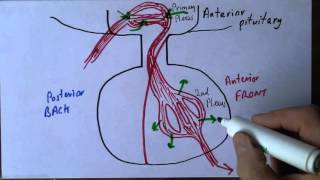 Endocrine 6, Pituirary portal system