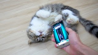 Cats vs Razor Prank by Candace House 1,843 views 2 years ago 1 minute, 56 seconds