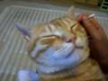 耳かきをされる猫　Ear Cleaning Cat
