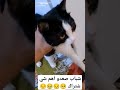 نته جني لو جنيه