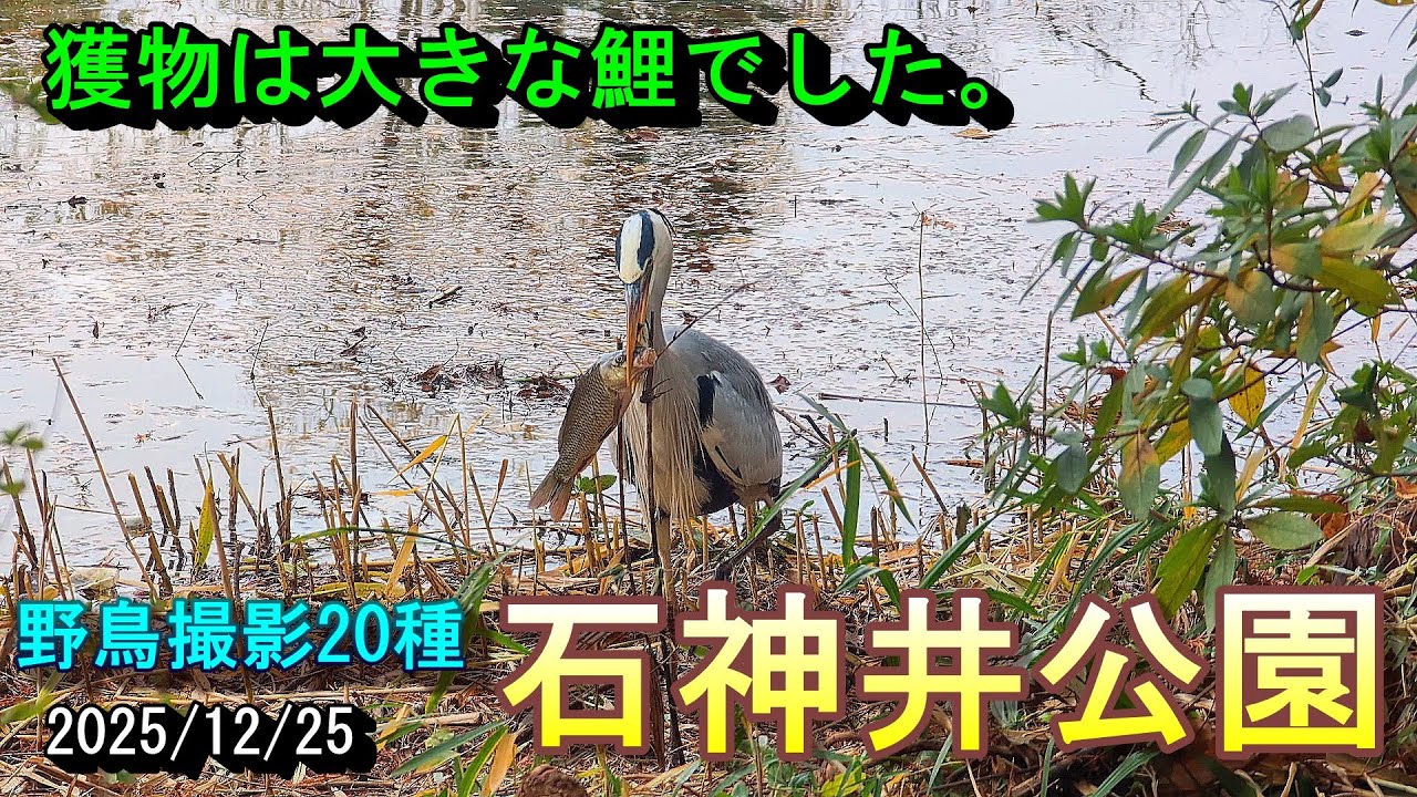 【野鳥観察】野鳥撮影20種　石神井公園　獲物は大きな鯉でした。