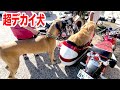 バイクと変わらない大きさの犬と仲良くなろう！！