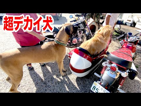 バイクと変わらない大きさの犬と仲良くなろう！！