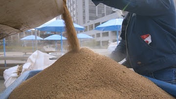 Organic Turf Infill for Synthetic Turf | Safeshell® by Motz