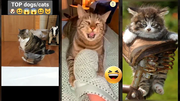 Video 8507711: meowing baby cat laugh, funny cats meow baby, cat funny meow dog