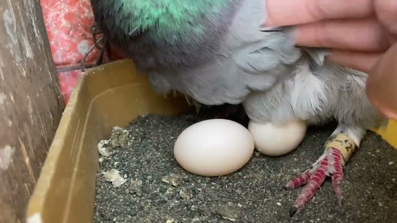 4th toss LATE UPLOAD 🤭