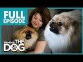 Monster Pomeranian: Teddy Pom-Pom | Full Episode | It's Me or the Dog