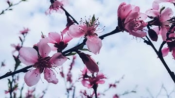 تلاوة بصوت الشيخ عبدالجواد إبراهيم أبوالعز