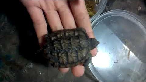 Mở hộp rùa common từ Shop rùa cảnh ! Khỏe và đẹp ra phết :D