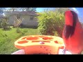 Red bird  2 today 