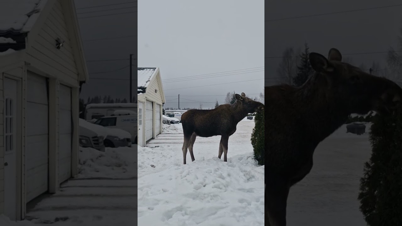 Roe deer rådyr elk elg