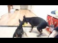 English Toy Terrier  Max and Monte 'who dares wins!' の動画、YouTube動画。