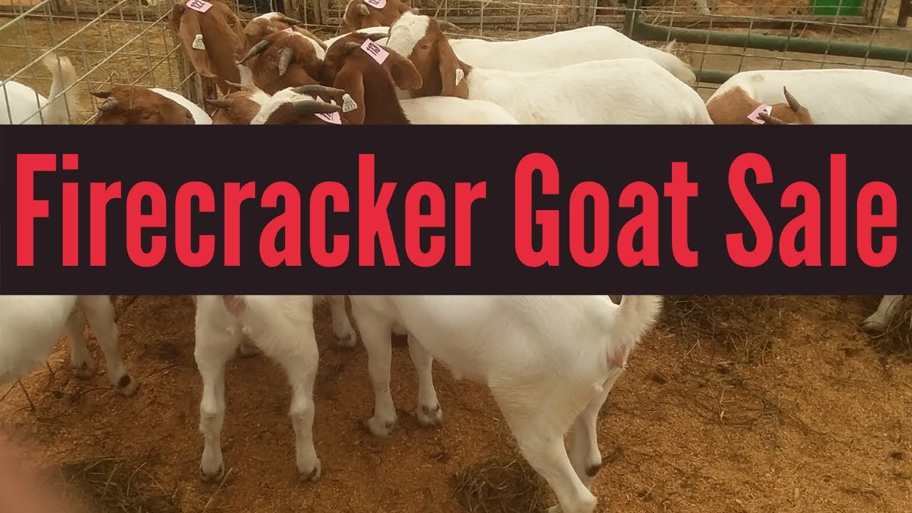 Boer Goats Firecracker Boer Goat Sale! Consigned goats and tour of