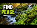 Gentle Water Sounds in the Forest | 1 Hour Relaxation & Deep Sleep #deepsleep