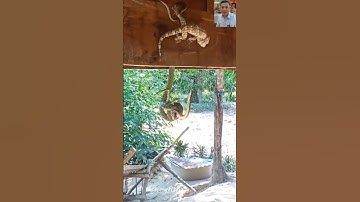 Tắc kè tấn công rắn cườm cứu đồng loại #shortvideo #snake #dongvat #animals #thegioidongvat #short