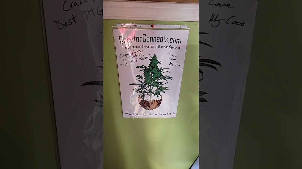 SAFC 2021 - Amnesia Haze XL Auto - Day 105 - PTGC 2021 Master Kush -NLxSkunk - Pink Kush - Day1
