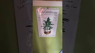 SAFC 2021 - Amnesia Haze XL Auto - Day 105 - PTGC 2021 Master Kush -NLxSkunk - Pink Kush - Day1